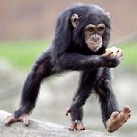simpanz2