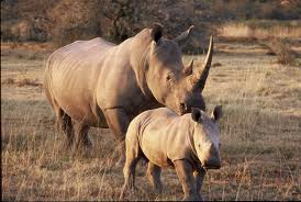 S malinkým nosorožcem