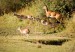 stádo antilop